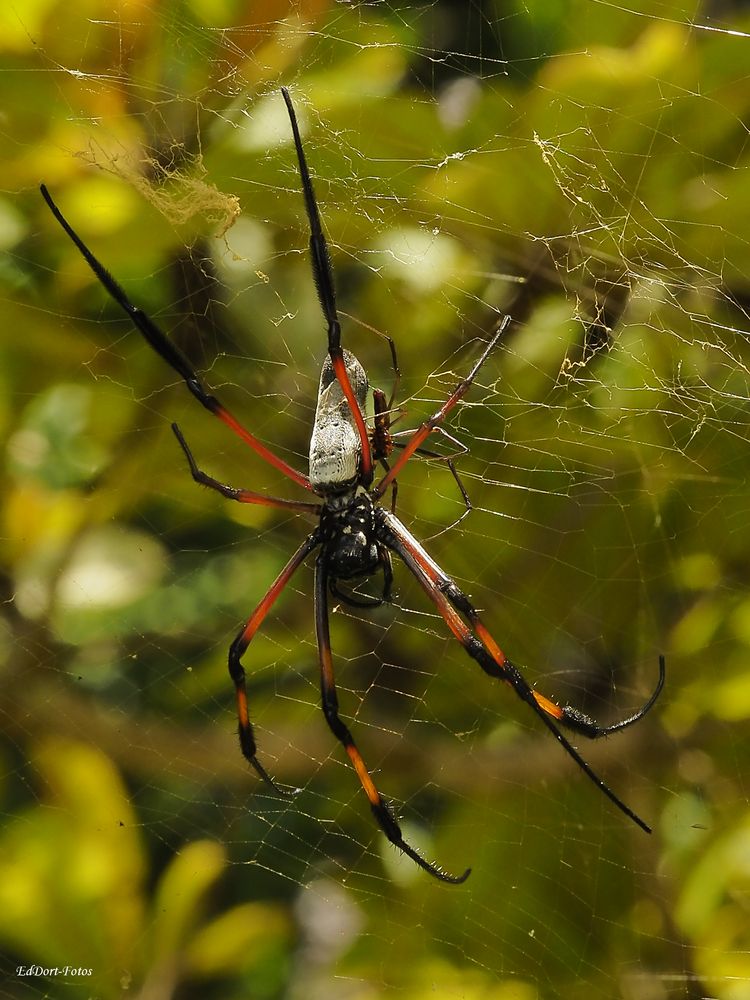 Spinne , botanischer Garten Pampelmouss, Mauritius Foto