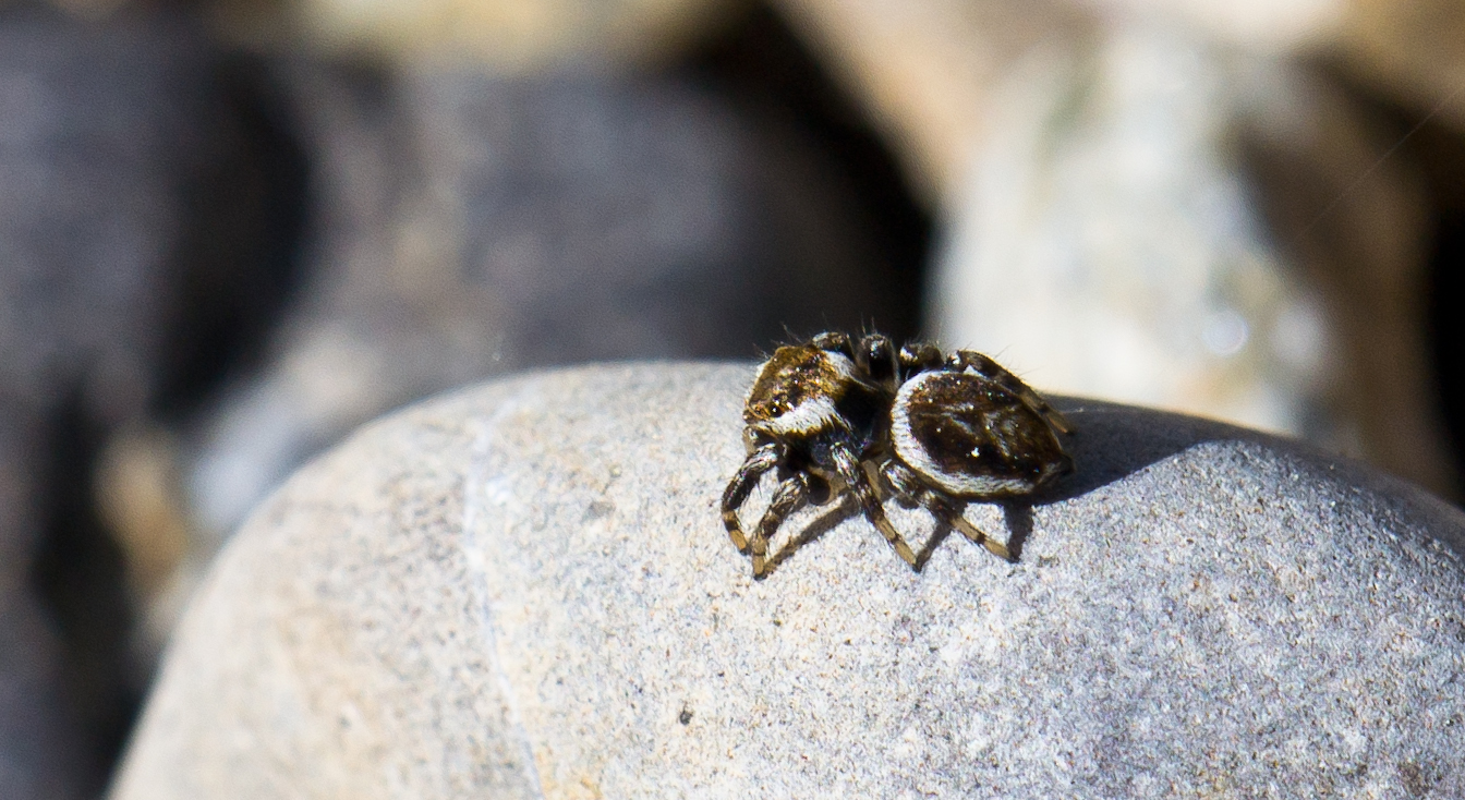 Spinne bräund sich in der Sonne