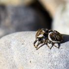 Spinne bräund sich in der Sonne