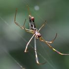 Spinne Brasil