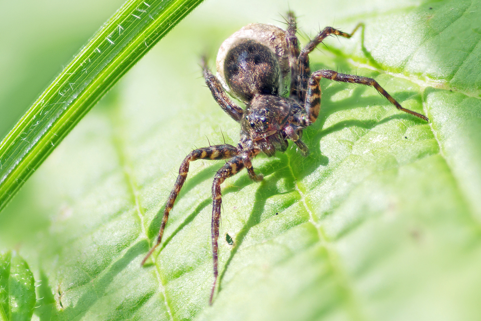 Spinne braun schwarz gestreift