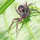 Spinne braun schwarz gestreift