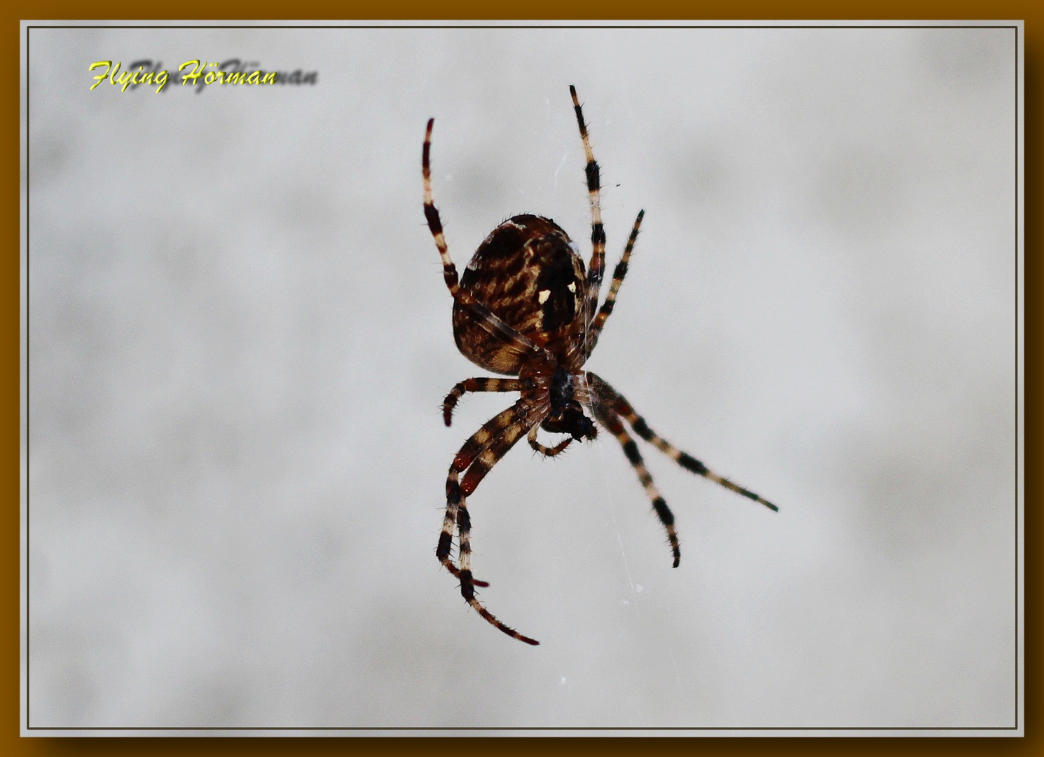 Spinne