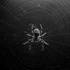 Spinne