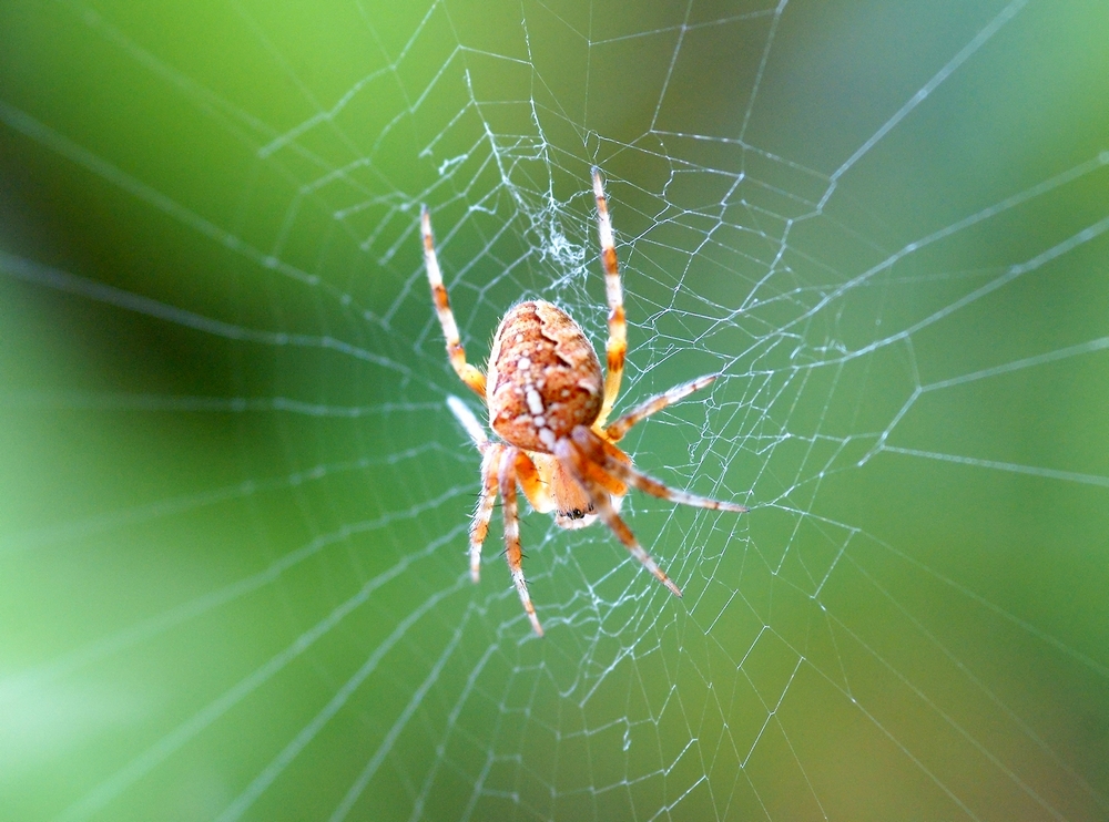 Spinne ca. 0,5 cm groß