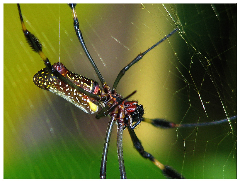 Spinne Costa Rica