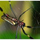 Spinne Costa Rica