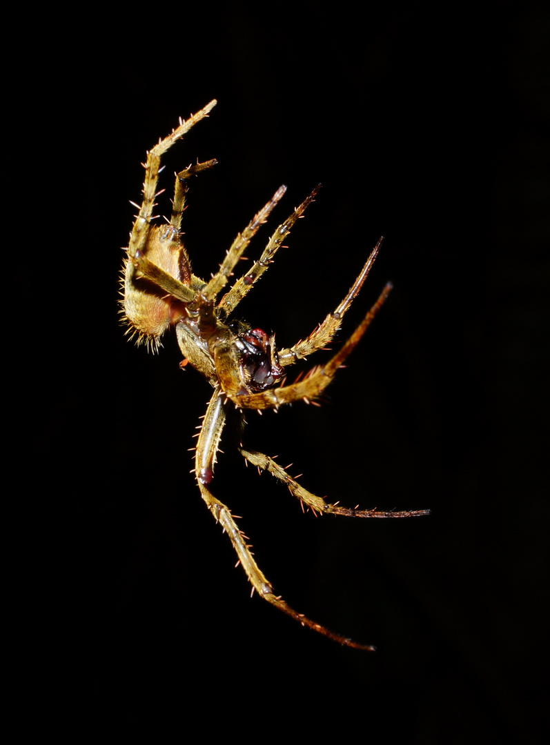 Spinne - Costa Rica