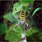 Spinne