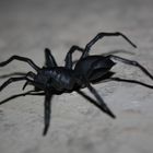 Spinne