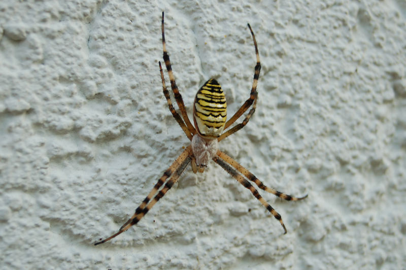 Spinne