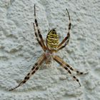 Spinne