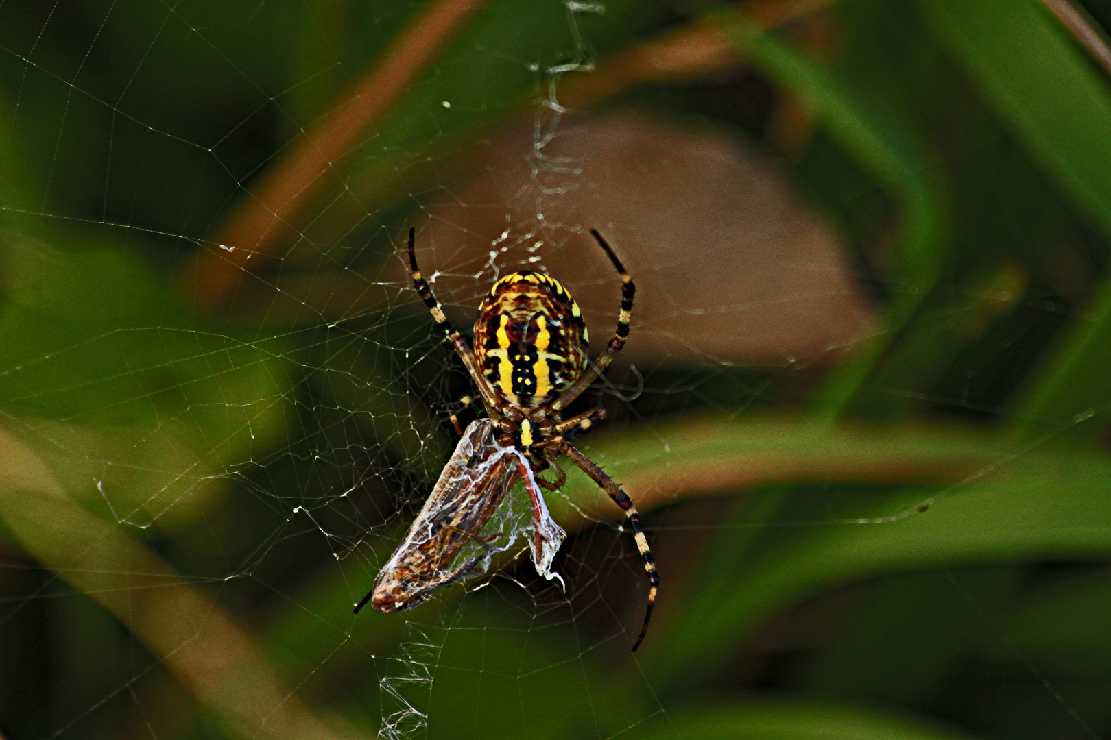 spinne