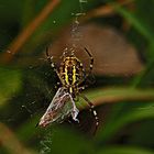 spinne