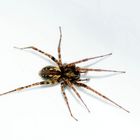 Spinne