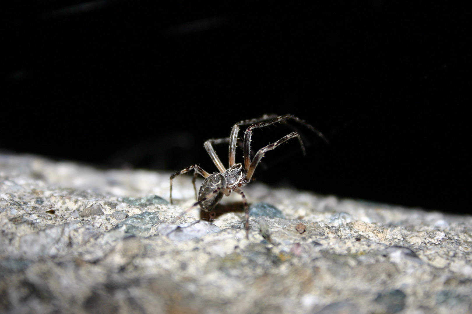 Spinne