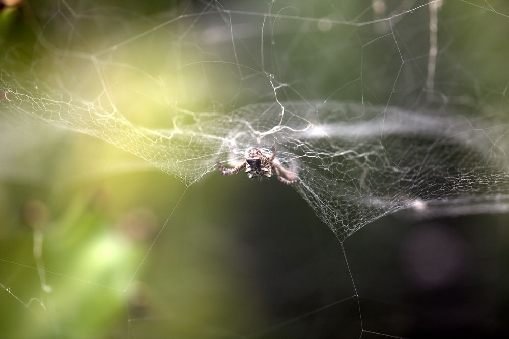 Spinne daheim in ihrem Netz