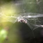 Spinne daheim in ihrem Netz