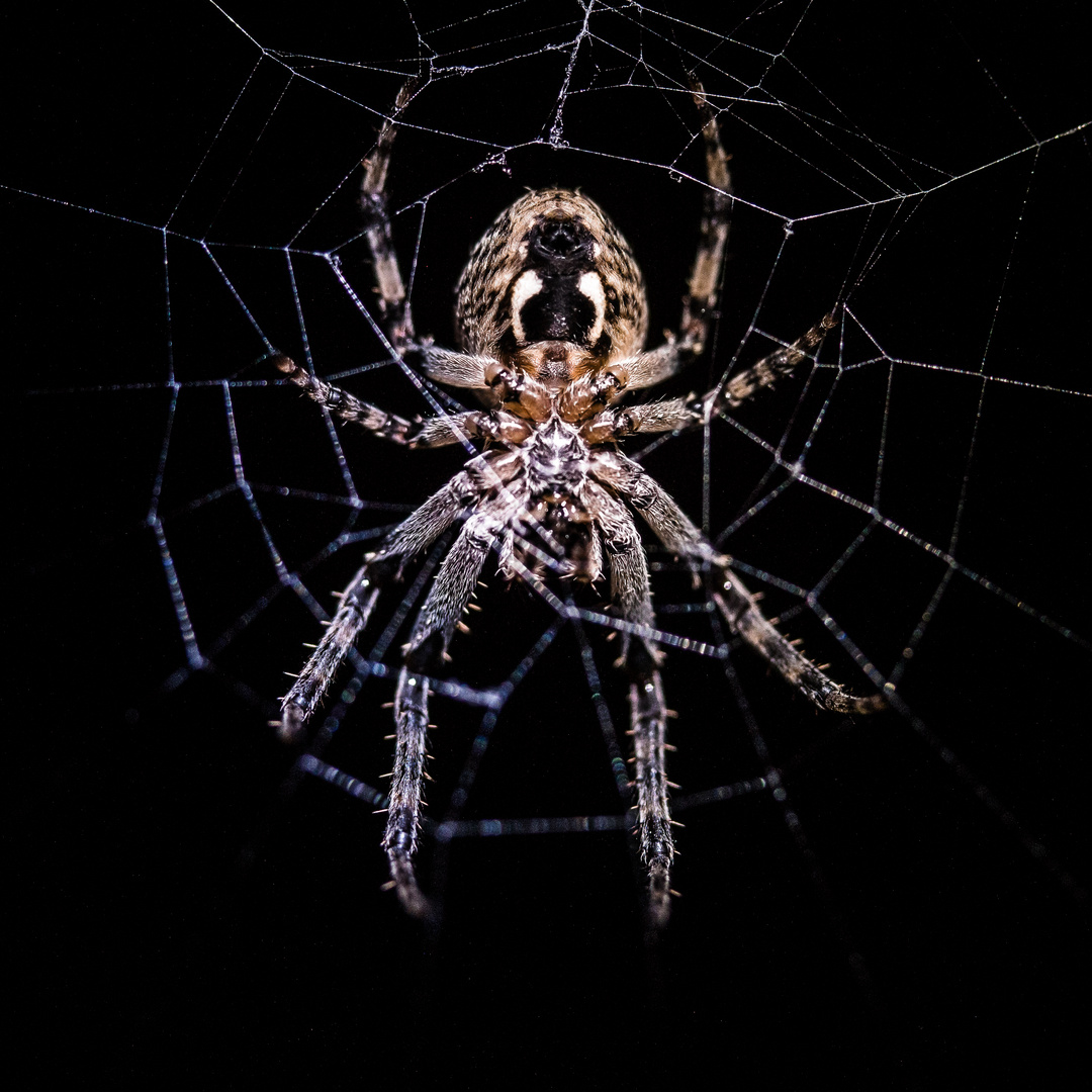 Spinne der Nacht-1