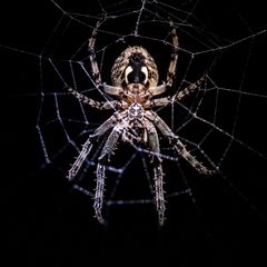 Spinne der Nacht-1