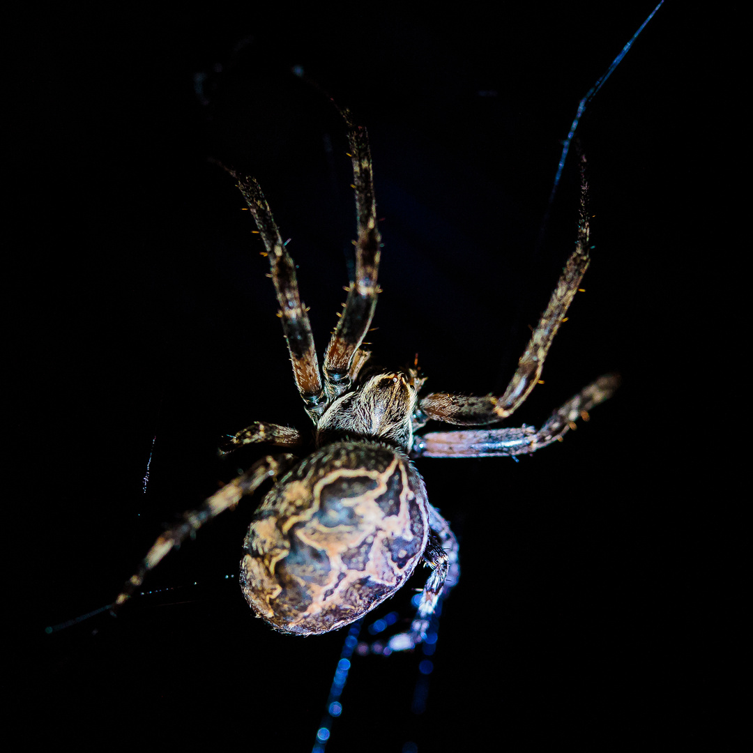 Spinne der Nacht-3