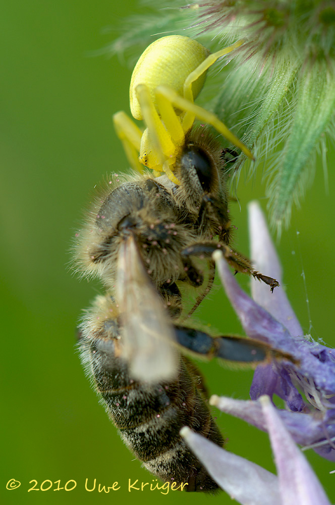 Spinne des Jahres 2006