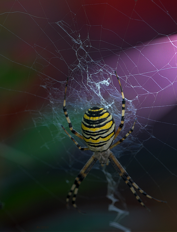 Spinne des Jahres Foto & Bild | tiere, wildlife, spinnen Bilder auf ...