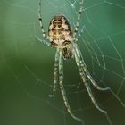 Spinne