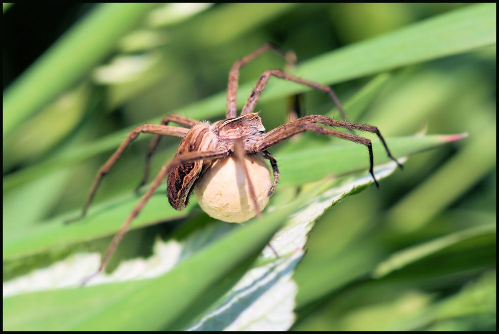 Spinne die dritte (Fussball im Tierreich)