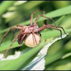 Spinne die dritte (Fussball im Tierreich)