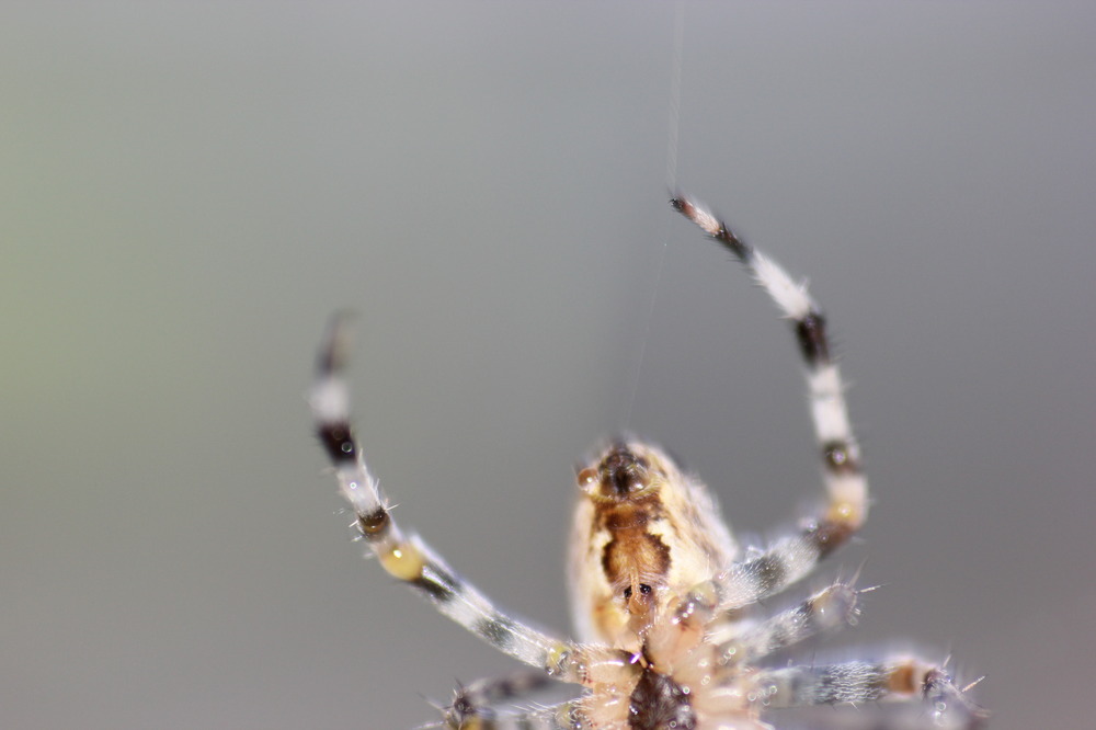 Spinne die Faden produziert