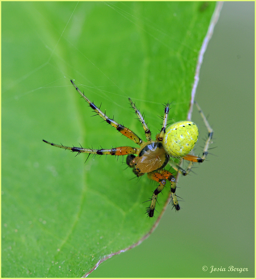 Spinne (die kleine grüne) Foto & Bild tiere, wildlife, spinnen Bilder