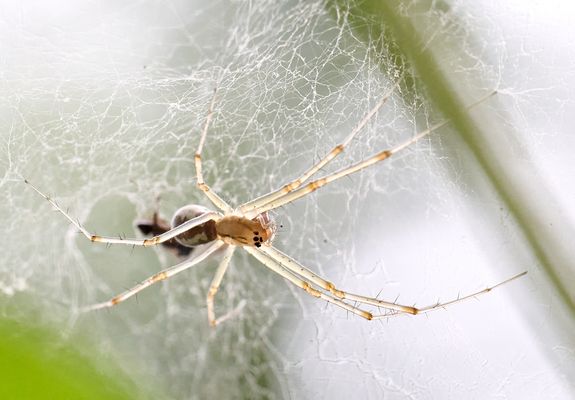 Spinne durchleuchtet