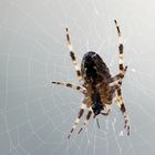 Spinne