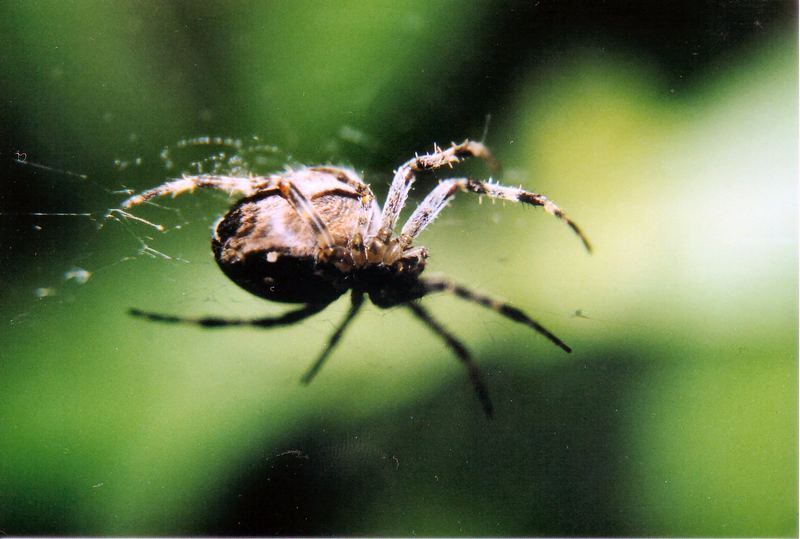 Spinne