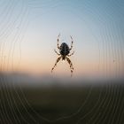 Spinne