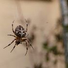 Spinne