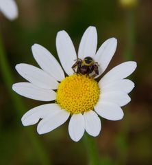 Spinne ein bißchen größer