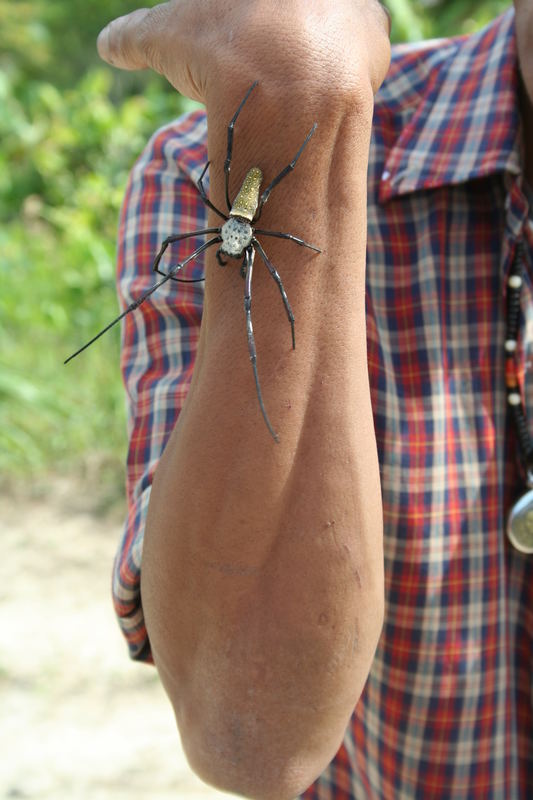 Spinne etwas größer