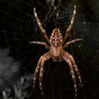 Spinne