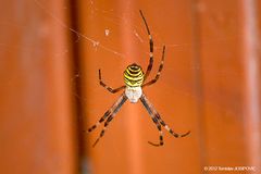 Spinne