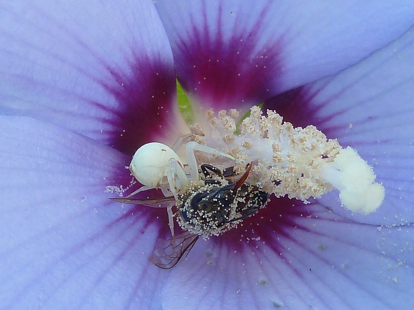 Spinne fängt Fliege