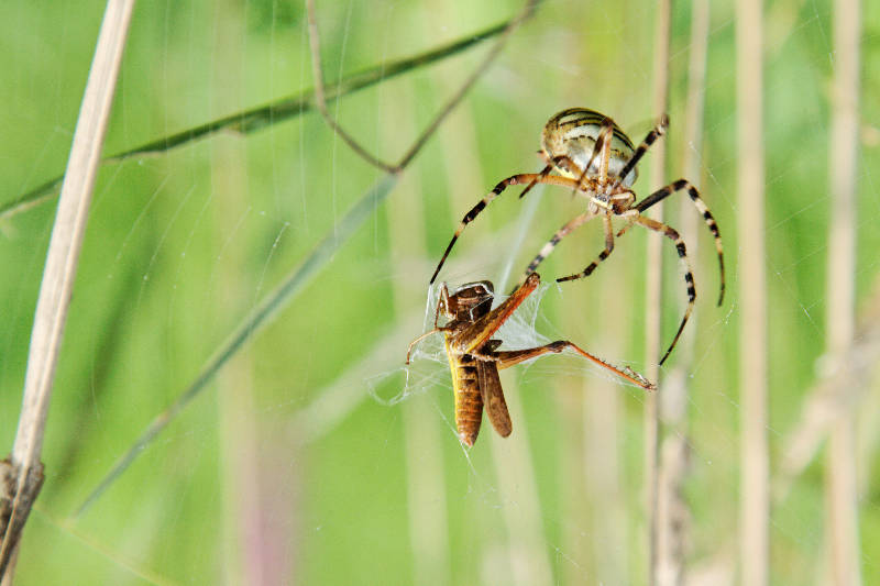 Spinne fängt Graßhüpfer