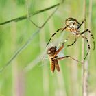 Spinne fängt Graßhüpfer