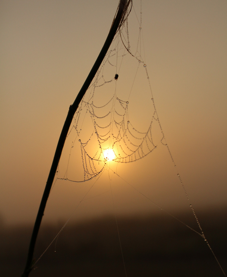 Spinne fängt Sonne