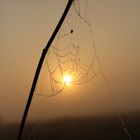 Spinne fängt Sonne