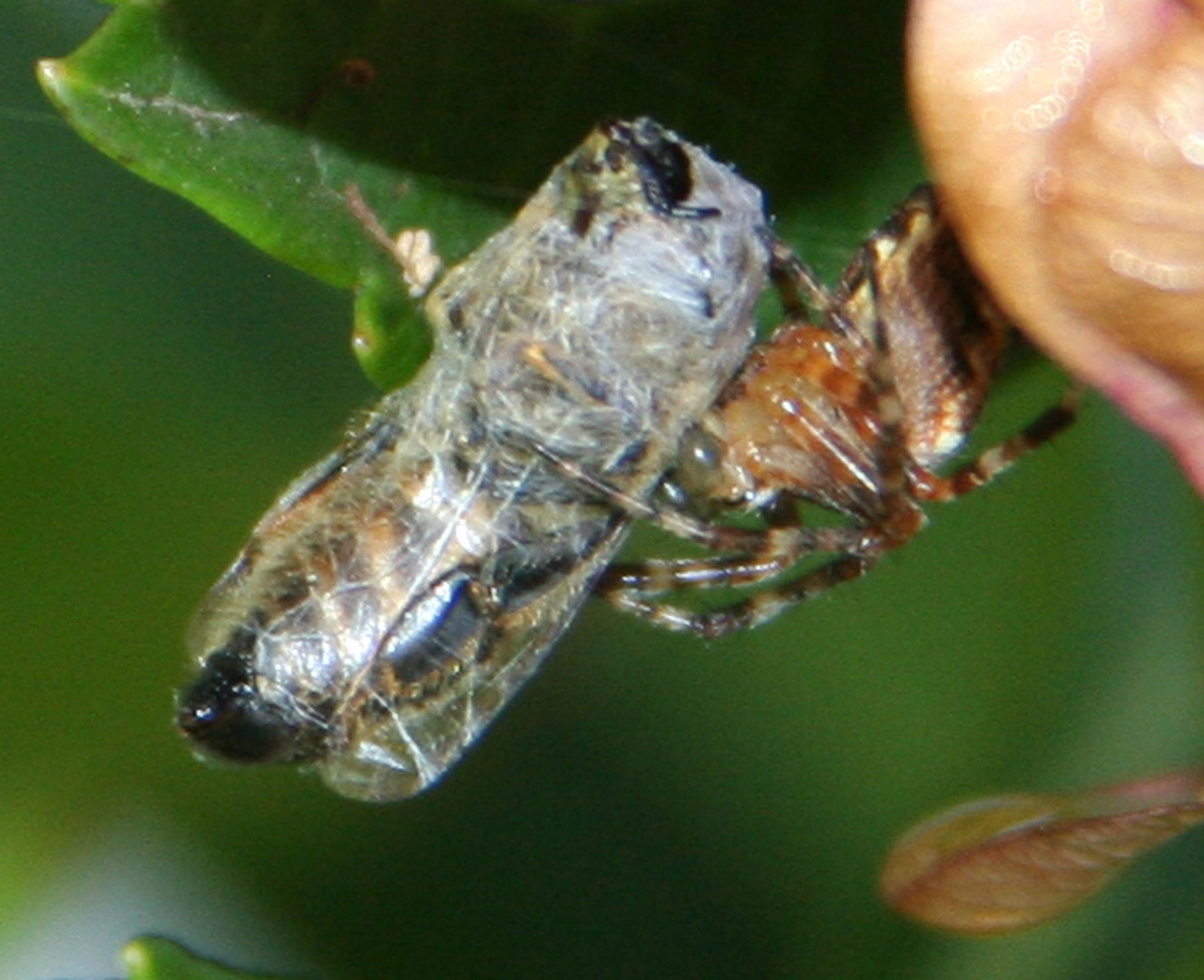 Spinne fängt Wespe (1)