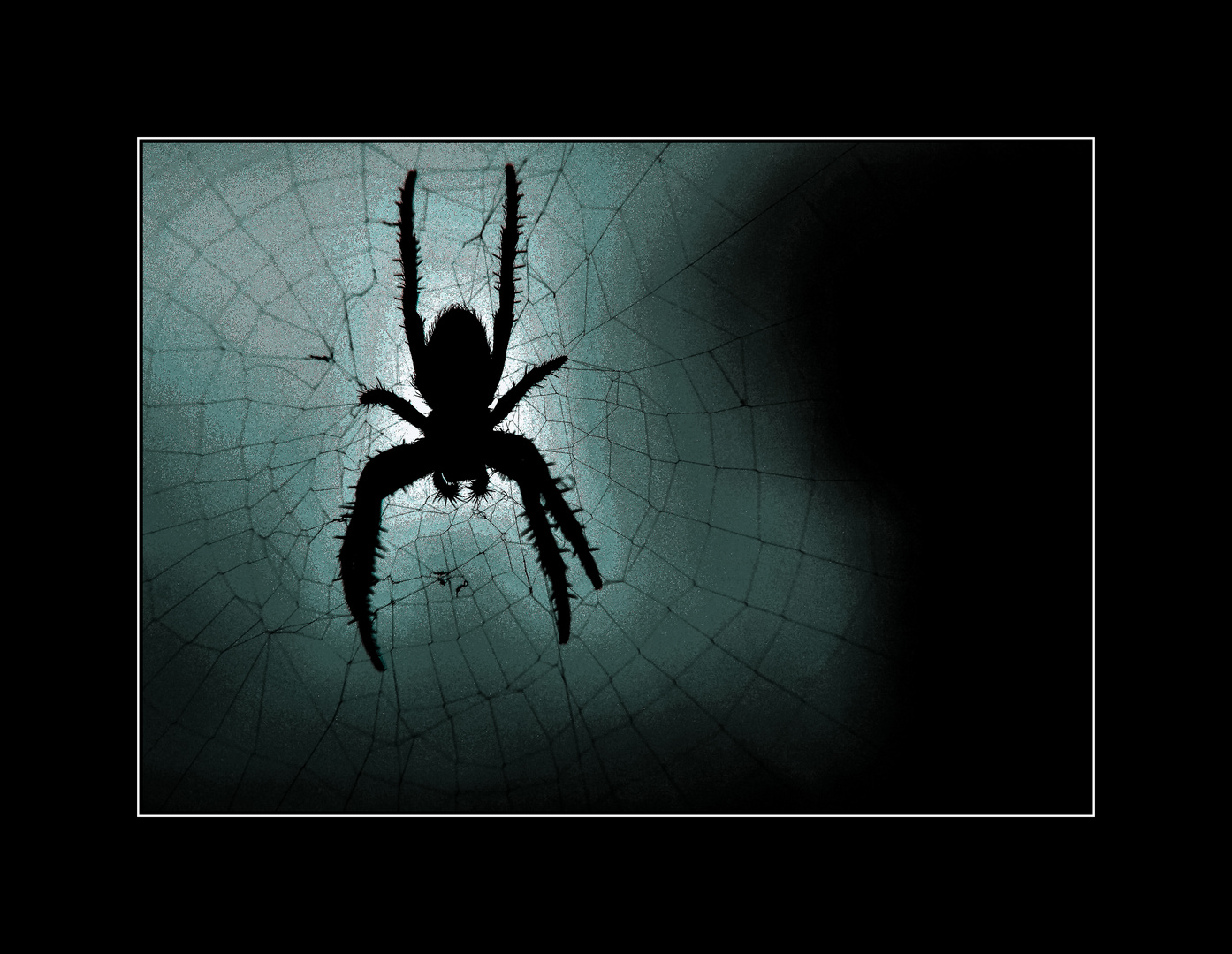 Spinne