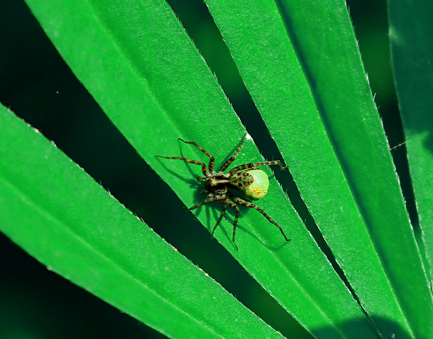 Spinne