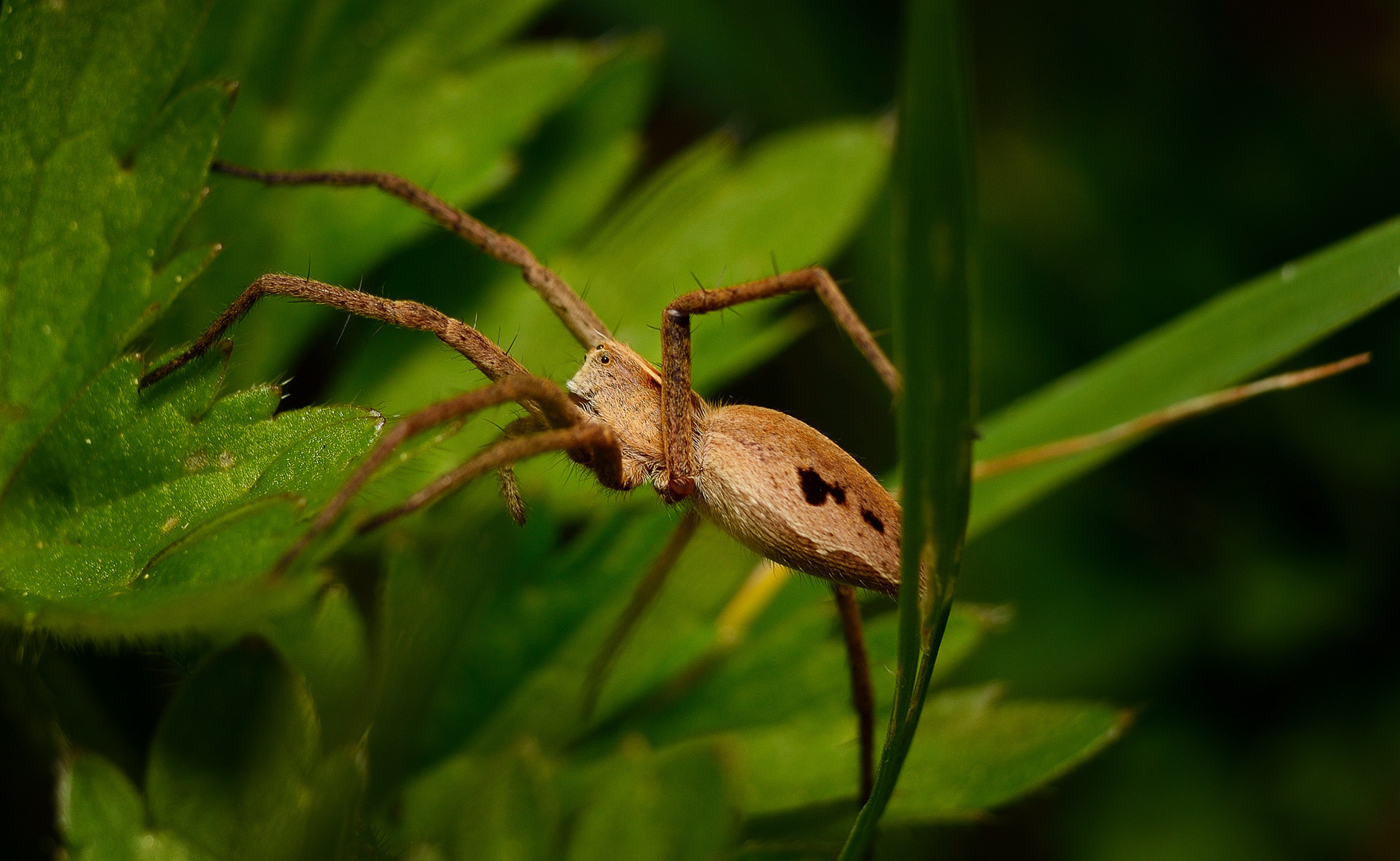 Spinne